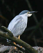 Striated Heron