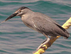 Striated Heron