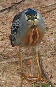 Striated Heron