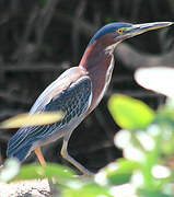 Green Heron