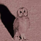 Hibou du Cap