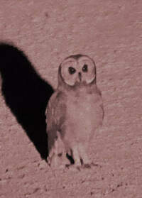 Hibou du Cap