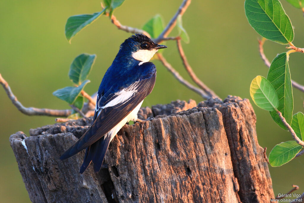 Hirondelle à ailes blanchesadulte