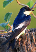 White-winged Swallow