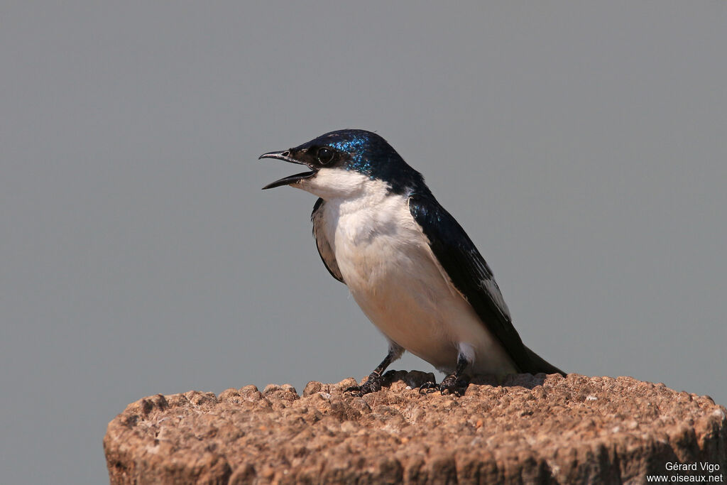 White-winged Swallowadult