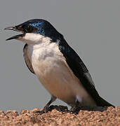 White-winged Swallow