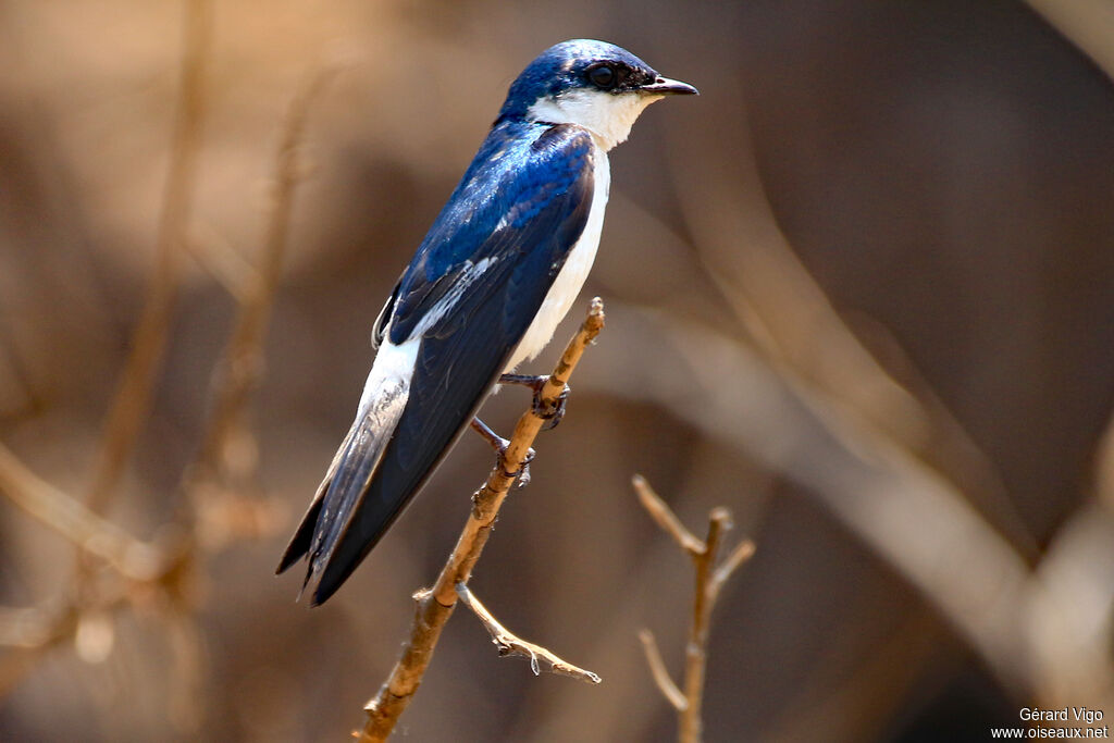 Hirondelle à ailes blanchesadulte