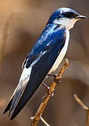 White-winged Swallow