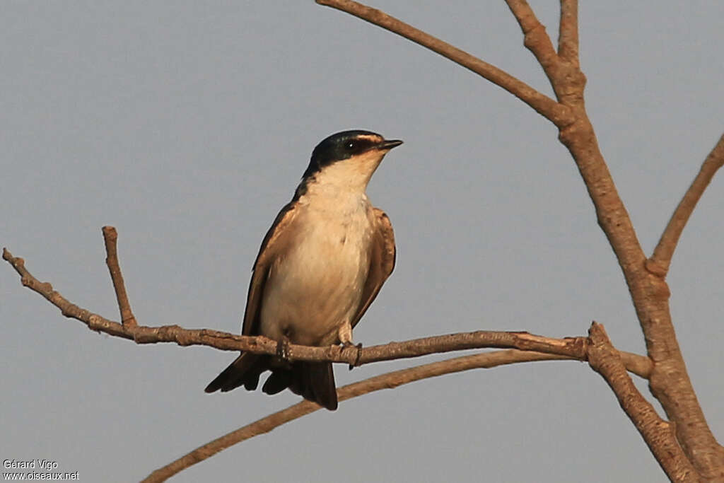 White-rumped Swallowadult