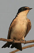 White-rumped Swallow