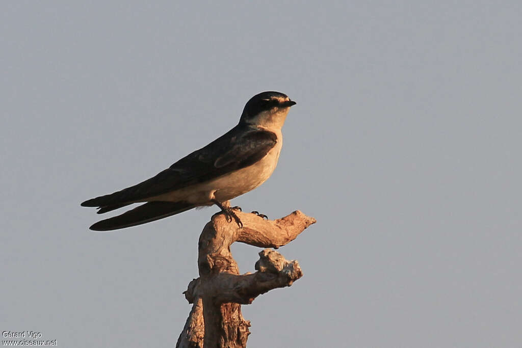 White-rumped Swallowadult