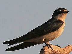 White-rumped Swallow