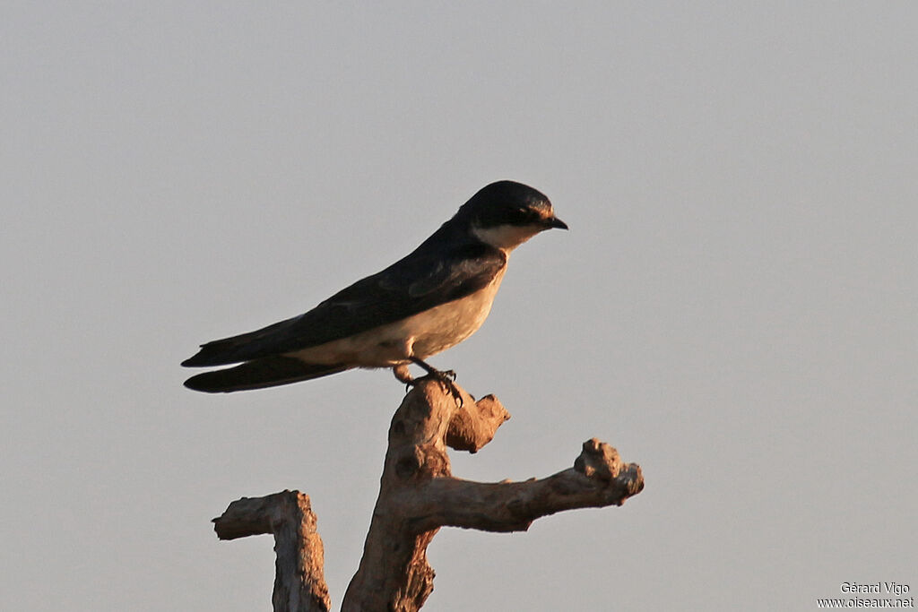 Hirondelle à diadèmeadulte