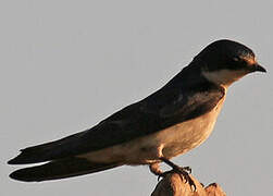 White-rumped Swallow