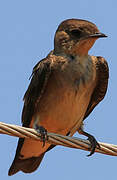 Southern Rough-winged Swallow