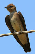 Southern Rough-winged Swallow