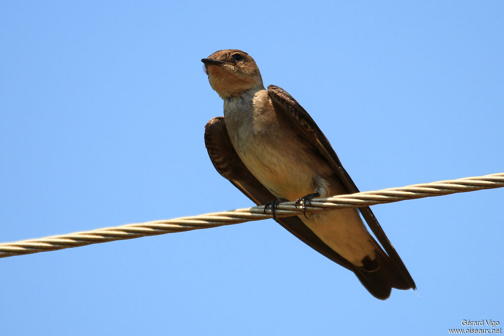 Southern Rough-winged Swallowadult