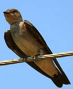 Southern Rough-winged Swallow