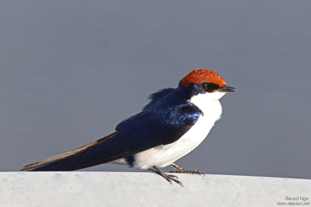 Wire-tailed Swallowadult