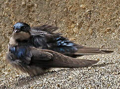 Brown-bellied Swallow