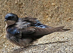 Brown-bellied Swallow