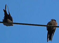 Brown-bellied Swallow