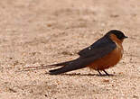 Hirondelle à ventre roux