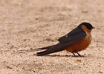 Hirondelle à ventre roux