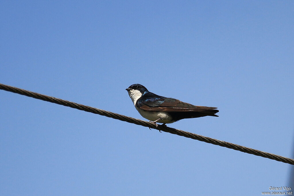 Hirondelle bleu et blancadulte