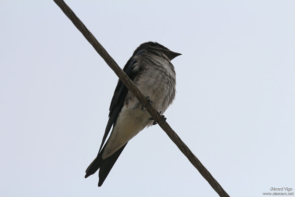 Grey-breasted Martinadult