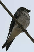 Grey-breasted Martin