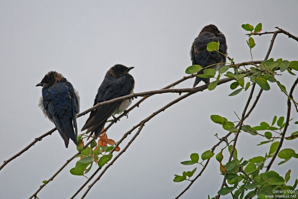 Grey-breasted Martinadult