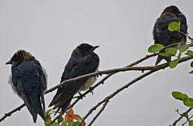 Grey-breasted Martin