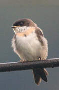 Pale-footed Swallow