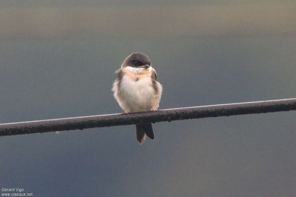 Pale-footed Swallowjuvenile