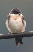 Pale-footed Swallow