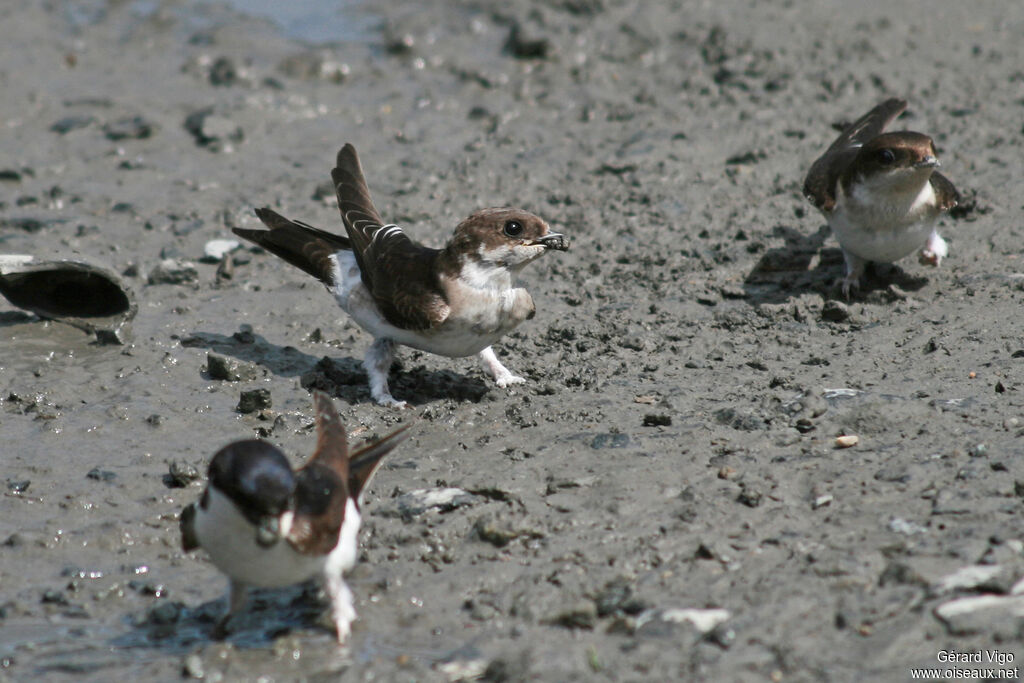 Common House Martinadult