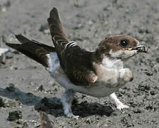 Common House Martin