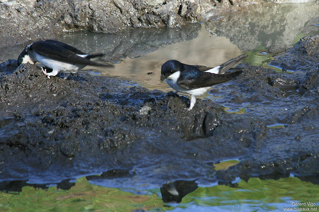 Hirondelle de fenêtreadulte