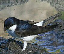 Common House Martin