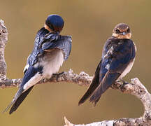 Red-chested Swallow