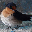 Hirondelle de Java