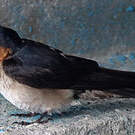Hirondelle de Java
