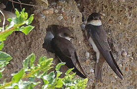 Sand Martin