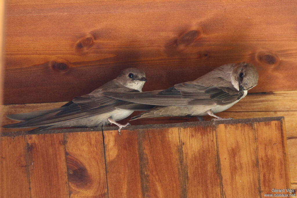 Eurasian Crag Martinadult