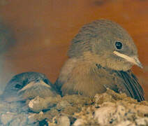 Eurasian Crag Martin