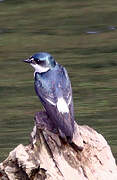 Mangrove Swallow