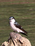 Mangrove Swallow