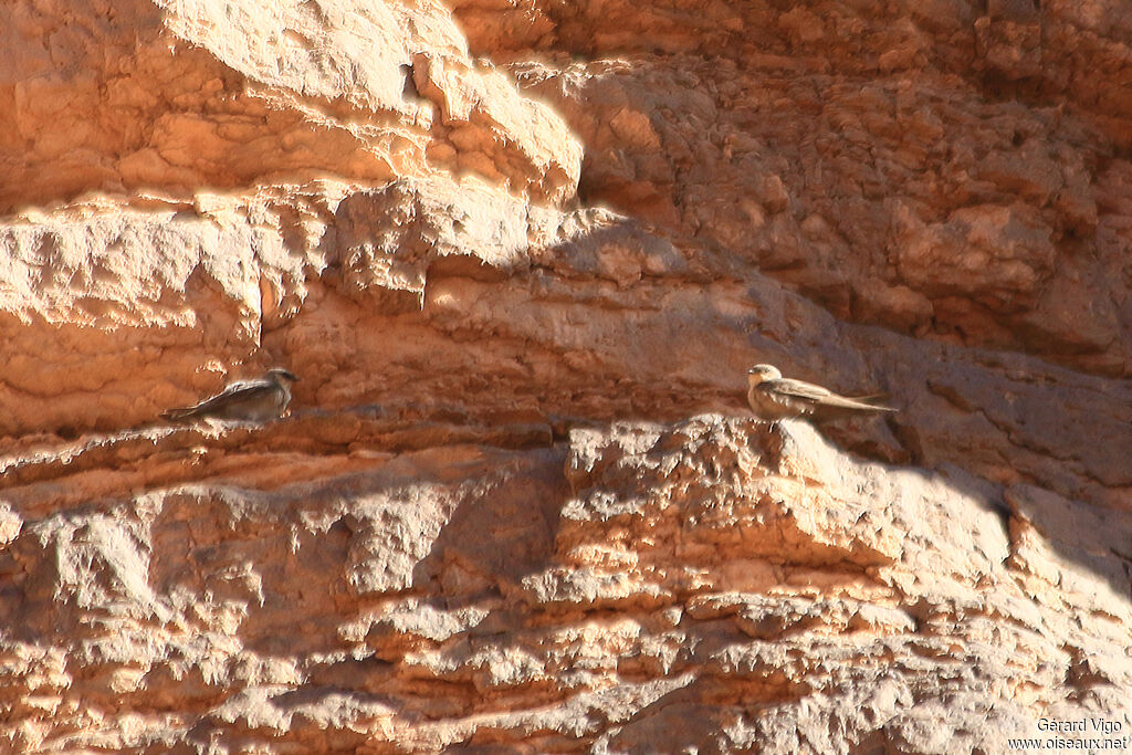 Pale Crag Martinadult