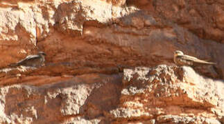 Pale Crag Martin